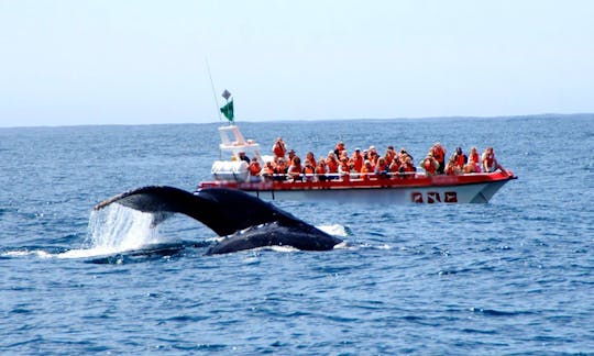 'Damara' Boat Whale & Dolphin Watching in Plettenberg Bay, Western Cape, South Africa