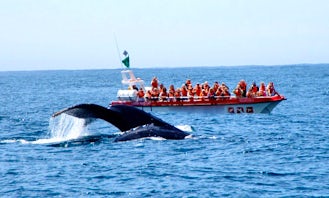 'Damara' Boat Whale & Dolphin Watching in Plettenberg Bay, Western Cape, South Africa