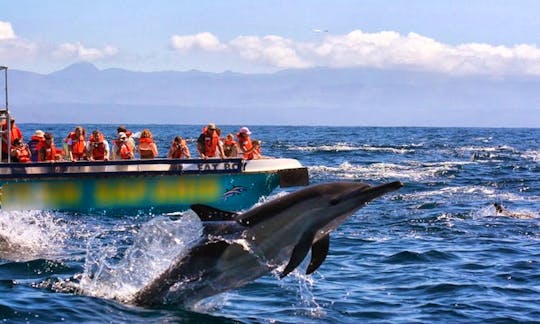Passenger Boat Whale Watching Trips in Plettenberg Bay, South Africa