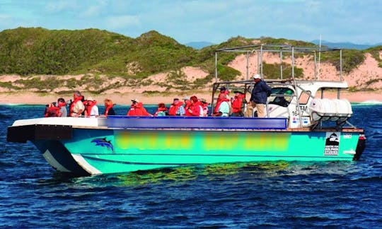 Whale & Dolphin Watching Boat Tours in Plettenberg Bay