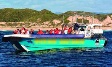 Excursions en bateau pour observer les baleines et les dauphins à Plettenberg Bay