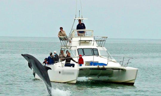 Catamaran Dolphin Cruises and Charter in Walvis Bay