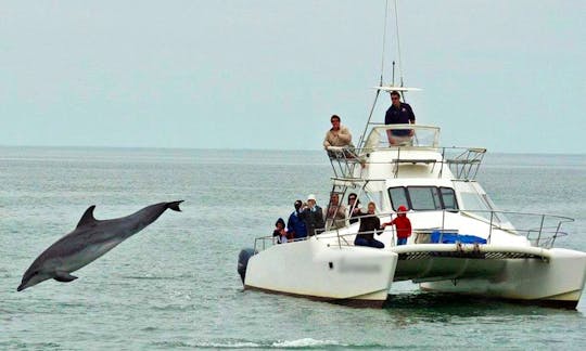 Catamaran Dolphin Cruises and Charter in Walvis Bay