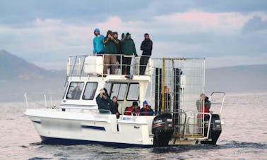 Excursions de plongée et d'observation de superbes requins blancs au Cap