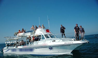 Great White Shark Tours