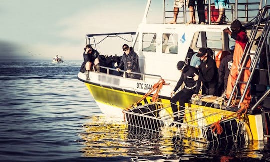 36' Dive Catamaran In Kleinbaai