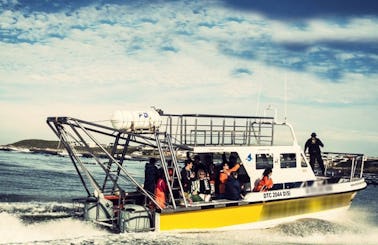 36' Dive Catamaran In Kleinbaai