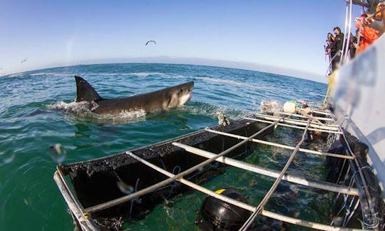 南アフリカ、ガンスバイでの野生動物ツアー