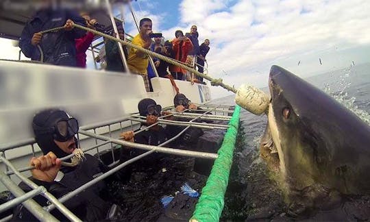 南アフリカ、ガンスバイでの野生動物ツアー