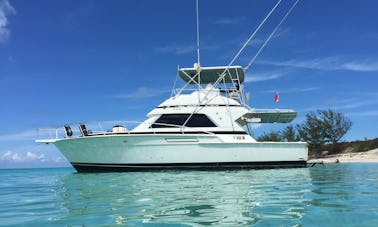 Snorkel &. Turtle Adventure on 43' Bertram Motor Yacht in Nassau Bahamas