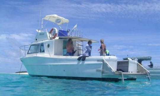 Whale Watching and Swimming Tour on Vava'u Islands, Tonga