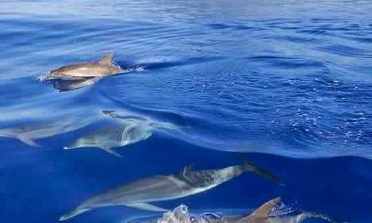 Dolphin Watching Tours in Rivière Noire District, Mauritius