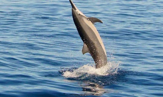 Dolphin Watching Tours in Rivière Noire District, Mauritius