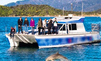 Dolphin Swim or View Experience on 43' "Delphinus" Catamaran in Picton, New Zealand