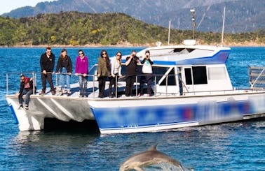 Dolphin Swim or View Experience on 43' "Delphinus" Catamaran in Picton, New Zealand