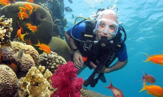 Fun-filled Diving Trips and Courses in Red Sea Governorate, Egypt