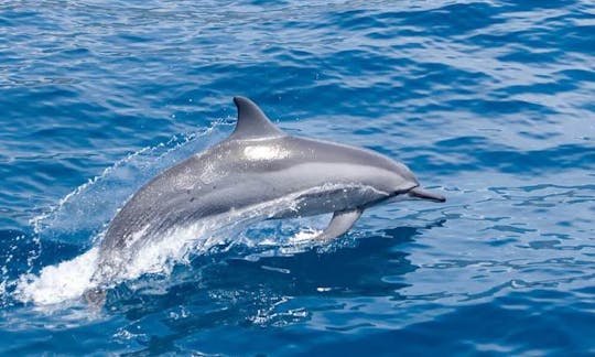 バリ島のデンパサール・セラタンでイルカウォッチングを楽しむ