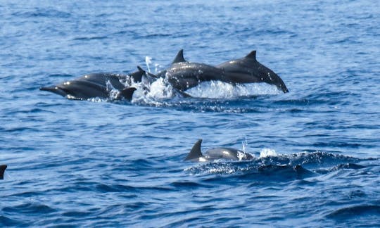 バリ島のデンパサール・セラタンでイルカウォッチングを楽しむ