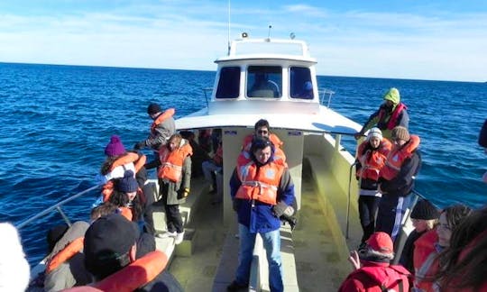 Whale Watching Tour in Puerto Piramides, Argentina