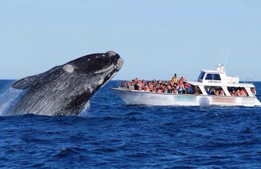 Whale Watching Tour in Puerto Piramides, Argentina