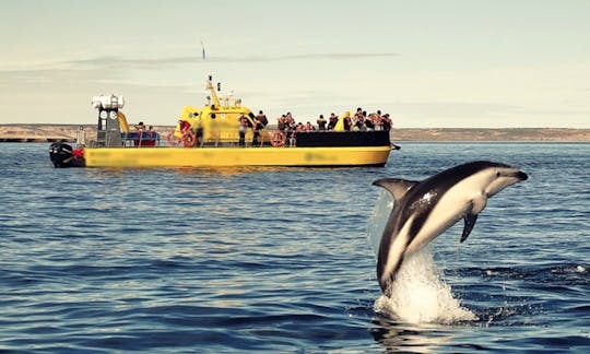 Louez un « sous-marin jaune » de 56 pieds à Chubut, en Argentine