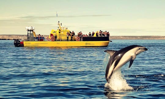 Charter a 56ft ''Yellow Submarine'' in Chubut Argentina