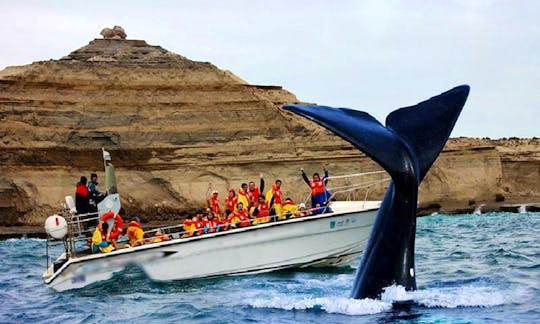 Whale Watching Excursion In Puerto Madryn