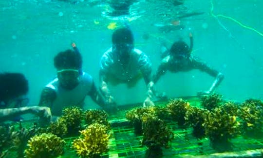 Enjoy Snorkeling in Denpasar Selatan, Bali