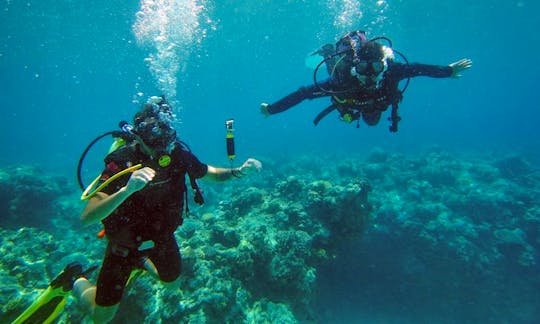 Budget Liveaboard Diving - Apo Reef, Coron Wrecks & Dugongs