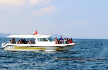 Enjoy Dolphin Watching Tours in Muscat, Oman