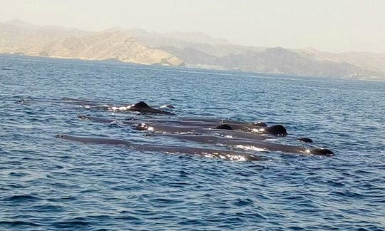 Enjoy Dolphin Watching Tours in Muscat, Oman