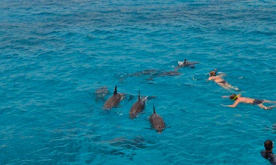 Enjoy Dolphin Watching Tours in South Sinai Governorate, Egypt