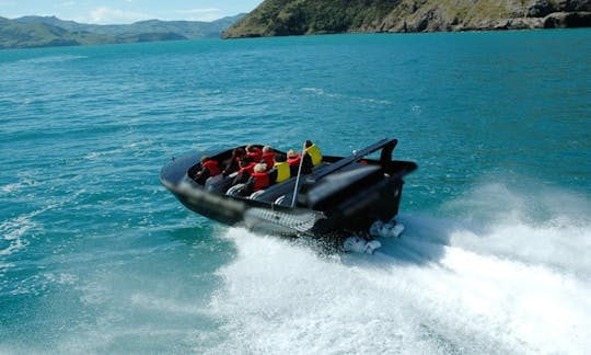 Jet Boat Harbour Tour In Akaroa