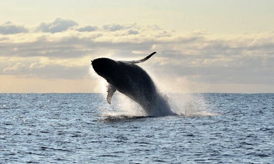 Enjoy Whale Watching Tours in KwaZulu-Natal, South Africa