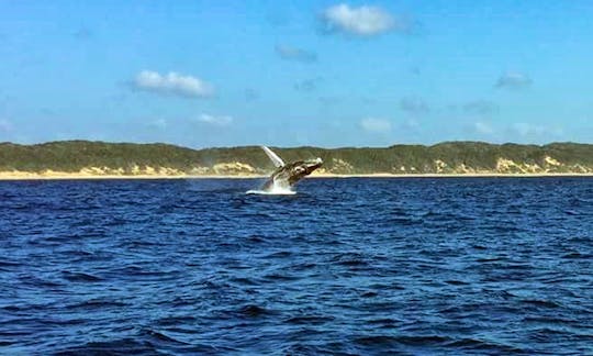 Enjoy Whale Watching Tours in KwaZulu-Natal, South Africa