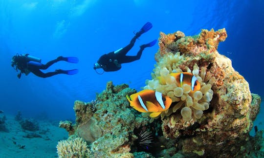 Enjoy Diving Trips in Zanzibar, Tanzania