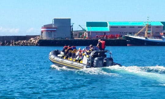 Charter a 10 Person Rigid Inflatable Boat in Mossel Bay, South Africa