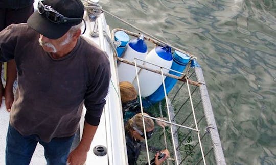 Excursiones electrizantes para bucear con tiburones en Ciudad del Cabo, Sudáfrica