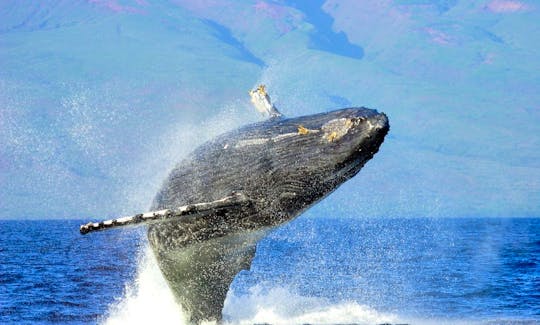 Breach of Humpback whale