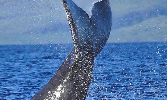 Humpback Whale Tail Waving