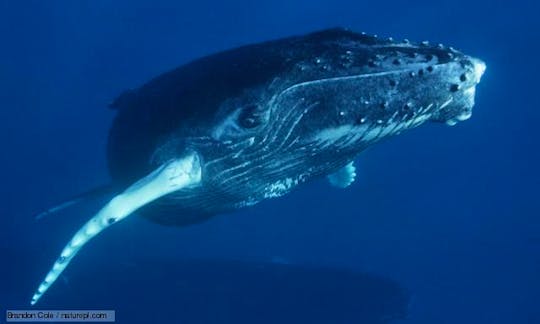 Humpback Whale famous in Maui