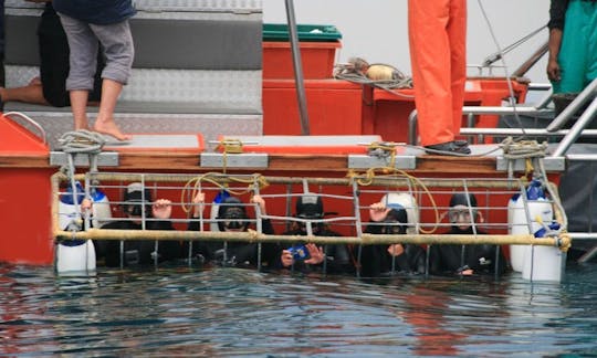 Plongée en cage avec de grands requins blancs depuis la baie de Van Dyks