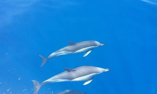 Observation de baleines et de dauphins à Los Gigantes