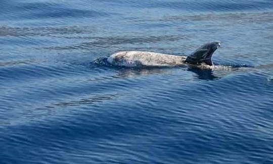 Observation de baleines et de dauphins à Los Gigantes