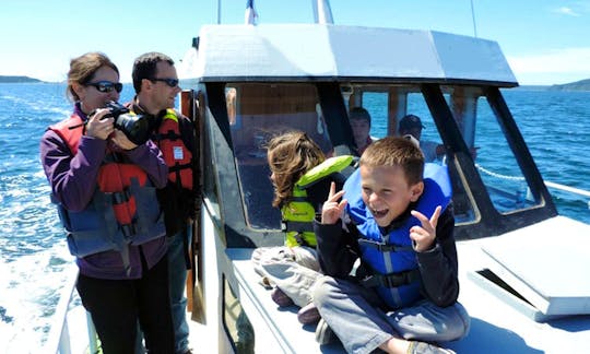 'Kawesqar' Boat Navigation Tours in Castro X Región, Chile