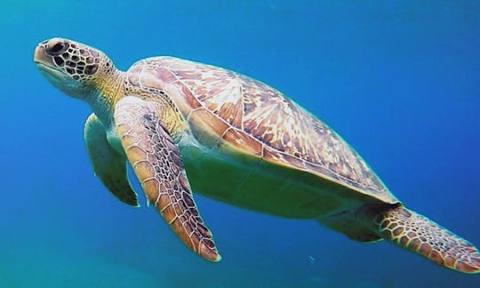 Day tour and sea turtles on a sailing catamaran from Deshaies