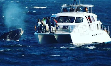 Observation des baleines en bateau à Hermanus, Cap occidental, Afrique du Sud (catamaran motorisé de 70 places)