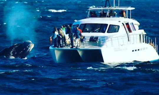 Boat Based Whale Watching in Hermanus, Western Cape, South Africa (70 Seater Motorised Catamaran)