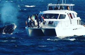 Boat Based Whale Watching in Hermanus, Western Cape, South Africa (70 Seater Motorised Catamaran)