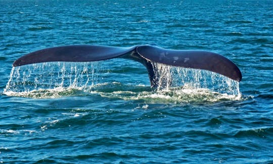Spectacular Boat Based Whale Watching Tour for 2 Hours in Western Cape, South Africa
